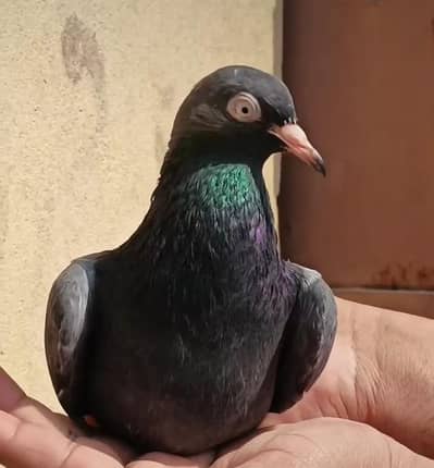 chena pair for sale Teddy