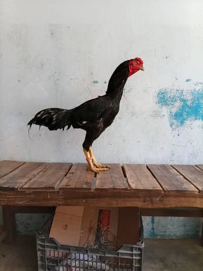 Trait +burmi murga available with 3 video guarantee