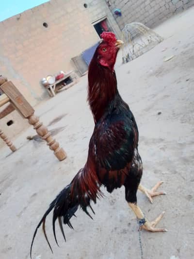 Lasani patha outclass