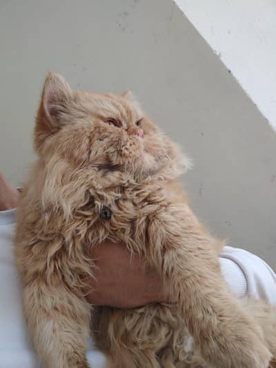 Peki face double coded male Cat 03114223734