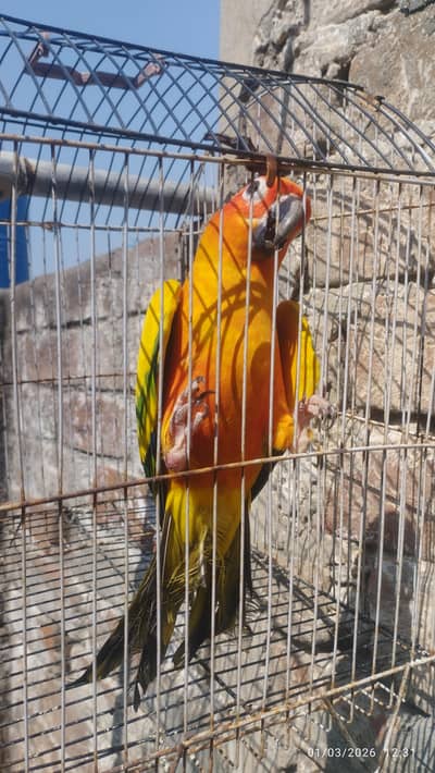 Sunconure Male and Mix Java/Jawa