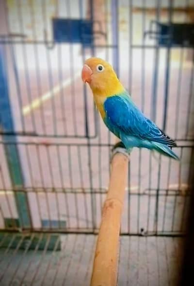 Show Class Quality Oplines Parblue Opline and Green Euwing Opline/b1