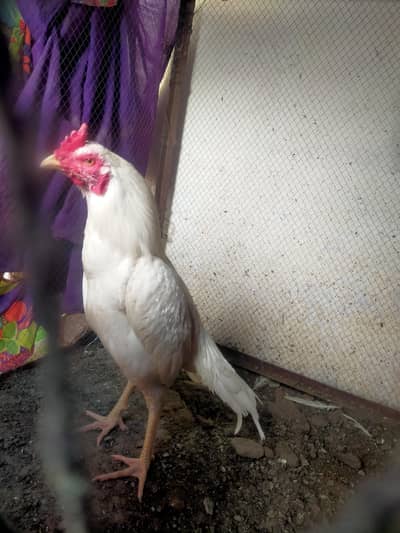 ik patha r ik herra jora for sale