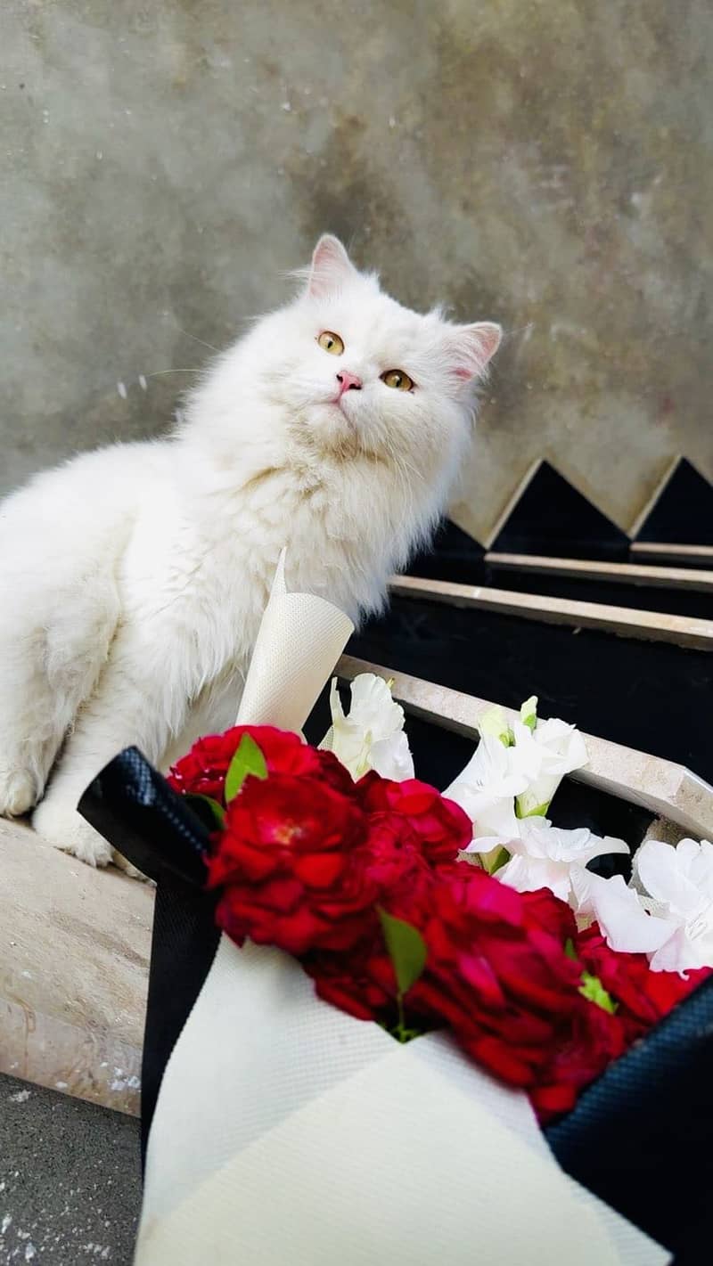 Persian whit e cat 0