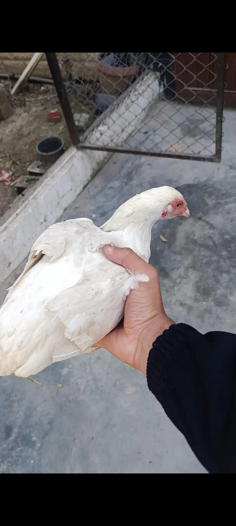 Heera Aseel hen — photo 2