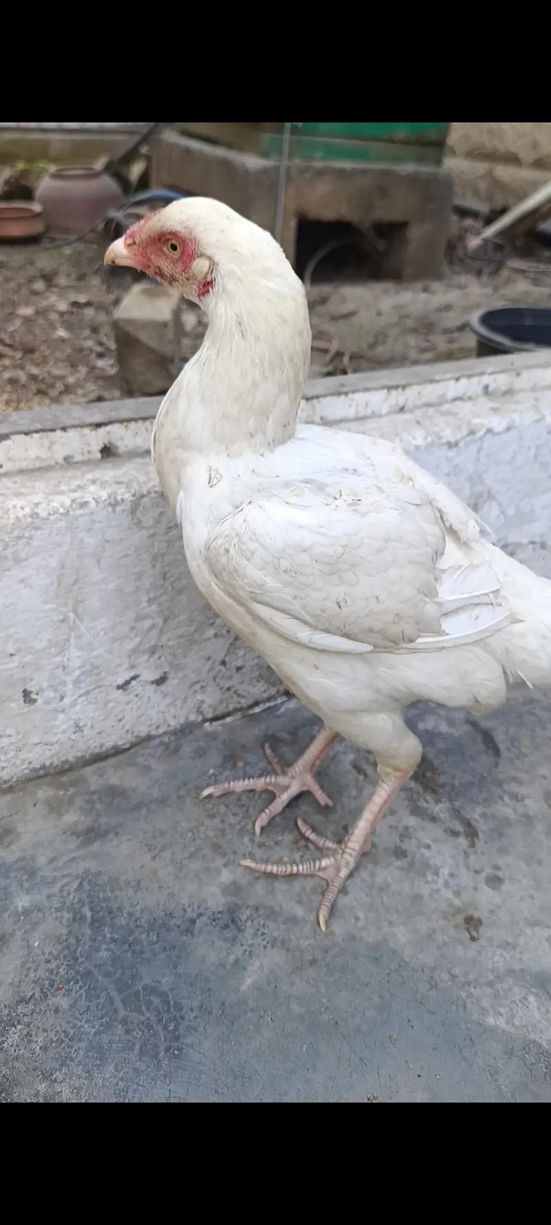 Heera Aseel hen — photo 3