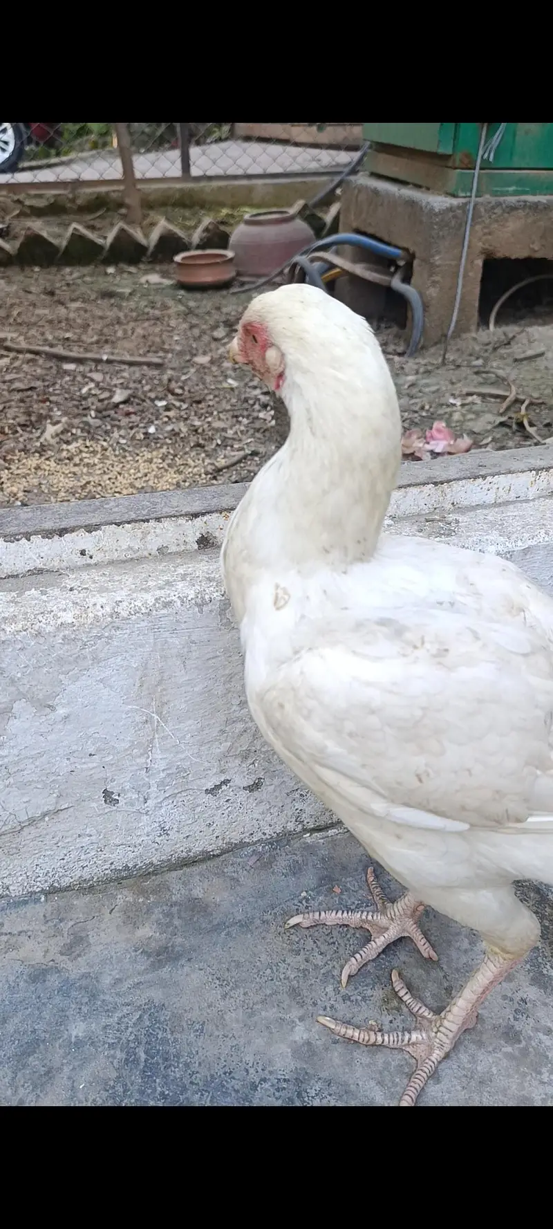 Heera Aseel hen — photo 4