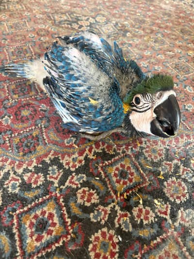 Blue and Gold Big Macow