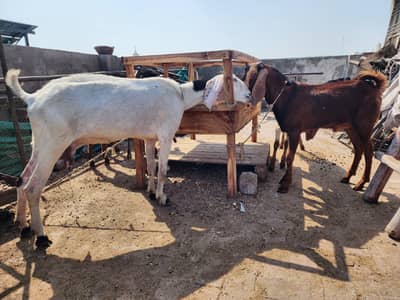 Bakri Goat  6 dant aur 3 bakray makki cheenay Nagra bakra