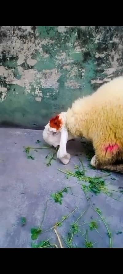chatra sheep bakra Goats. D face Masha Allah