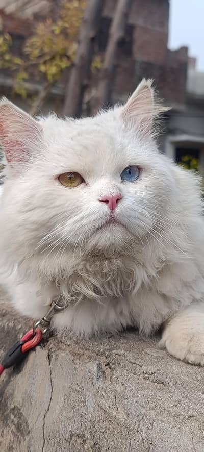 Persian Male Cat 2 different eye colours Need description for olx