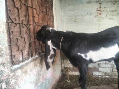 ammarsari beetal malr