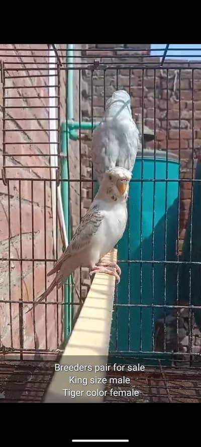 budgies/ Cocktail/ Love birds