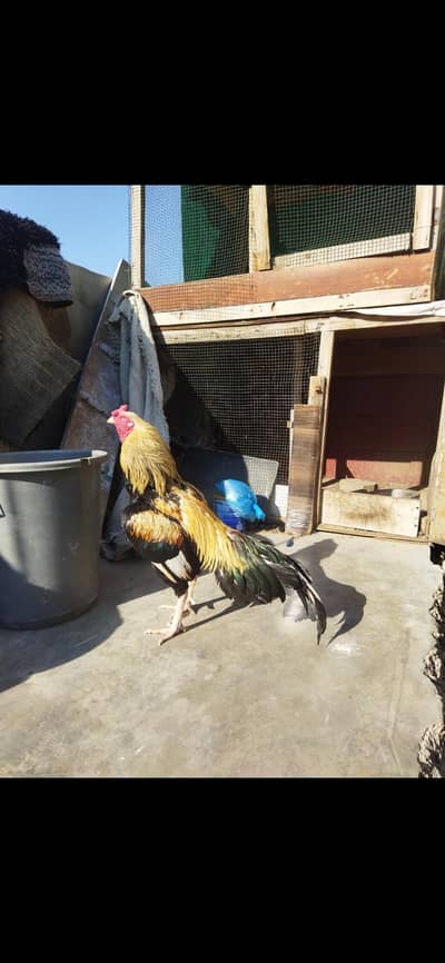 aseel pair fertile Eggs