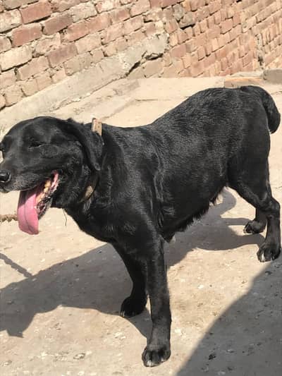 I sale my labrador breeder female