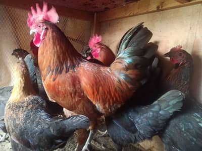 Golden Misri for sale