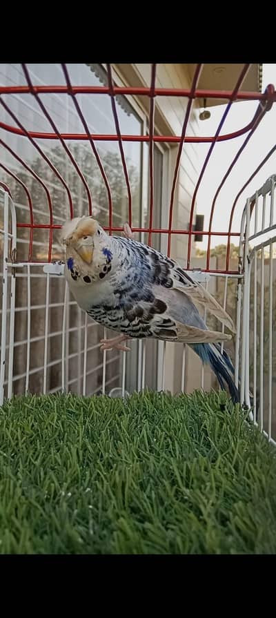 King size crusted female. contact no: 03285533122