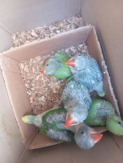 Green ringneck chicks/raw chicks