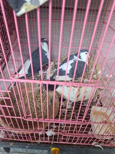 Beautiful pair of shirazi/lahori peigeons