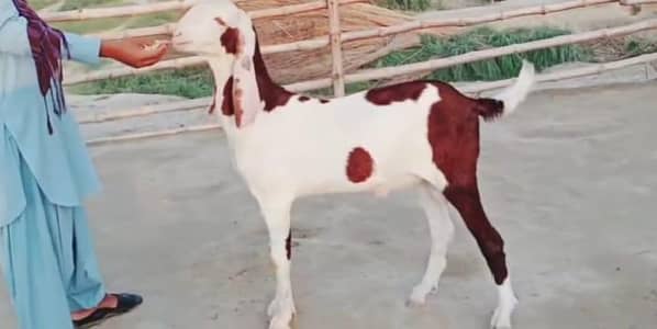 do desi Bakre for sale call on 03426382387