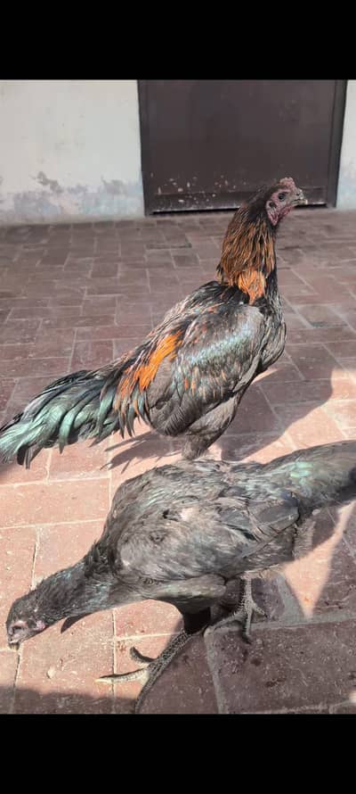 black dragon trio set ik female egg lay kr rhe dusre pathe ha abi