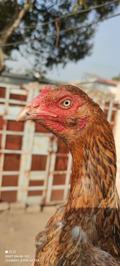 aseel jawa mainwali madi