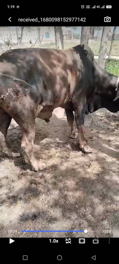 Serious people contact me +923036655272