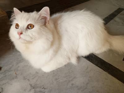 Persian white male cat