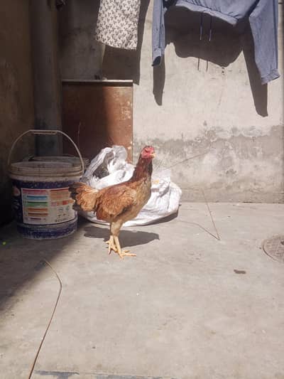 main wali breeder female full active and healthy