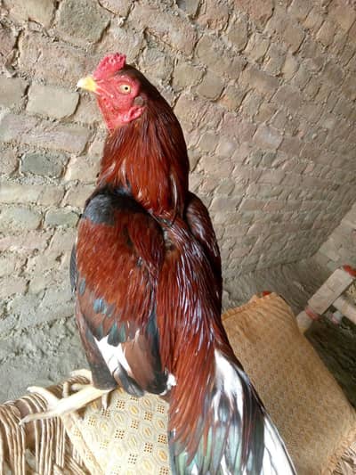 اصیل امروہہ لاثانی