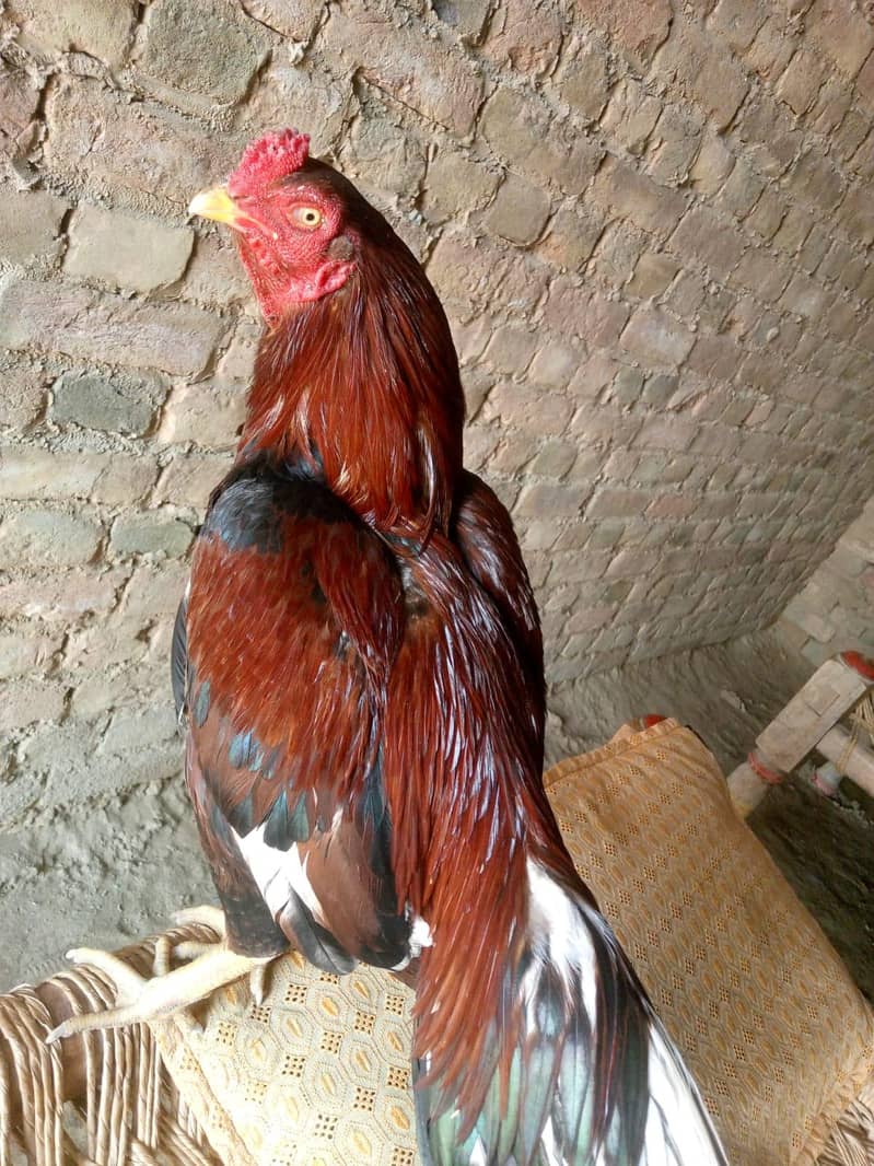 اصیل امروہہ لاثانی 0