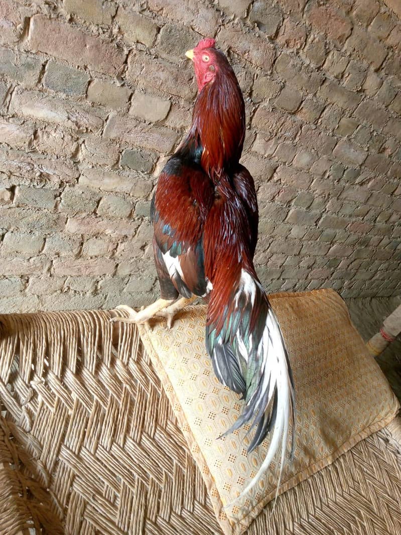 اصیل امروہہ لاثانی 1