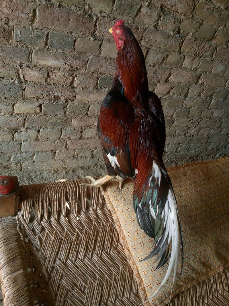 اصیل امروہہ لاثانی 2