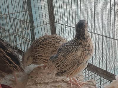 batair on wholesale price