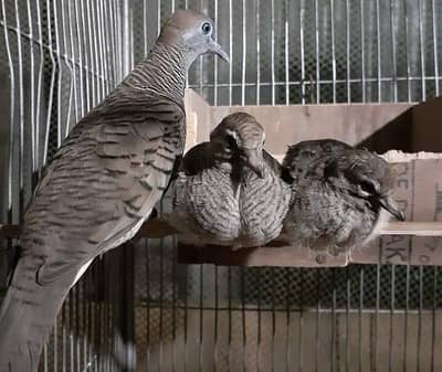 Zebra Dove /Doves /Doves For Sale /Qumri /Fakhta /All kind of Doves