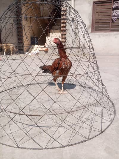 phata murgi ha full active and healthy