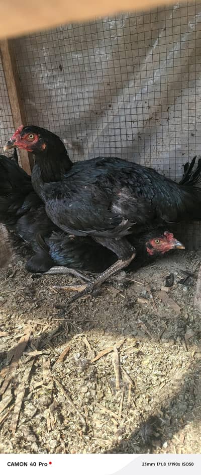 Black Mushka 2 kurak madia