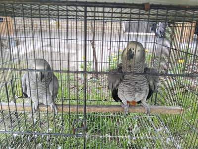African grey