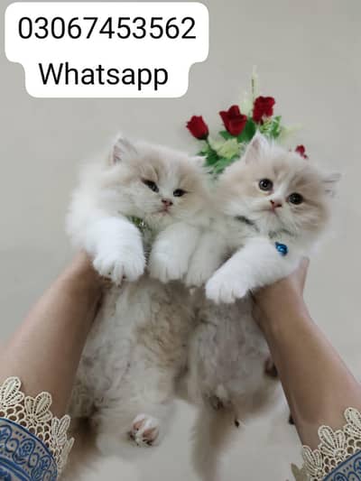 Pure Persion/Tripple Coated/Litter Trained/For Sale