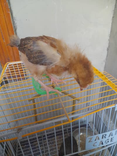 Desi Home breed chicks for sale
