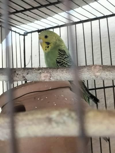 Healthy Australian  Budgies – Male & Female Available