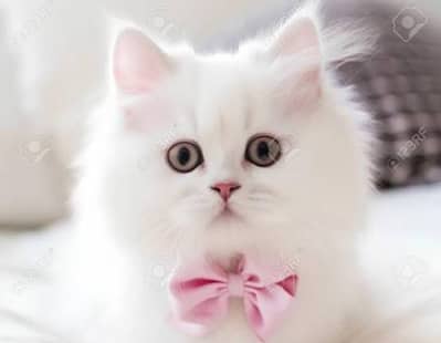 Two persian cat pair white color