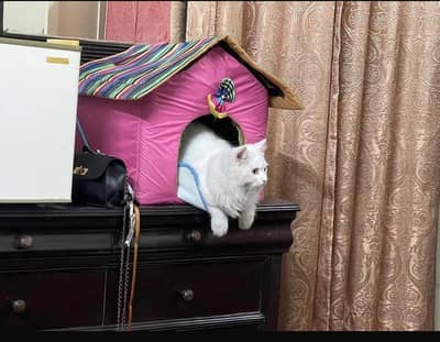 Persian Cat For Sale in Lahore