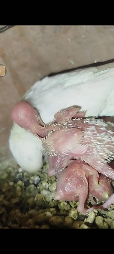 red eyes breader pairs available home breed