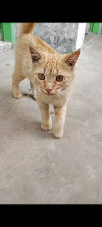Friendly Ginger Tabby Male Cat for Rehoming