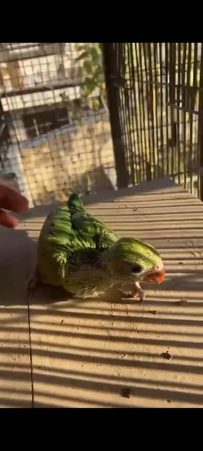 motherfeed green mithu babies