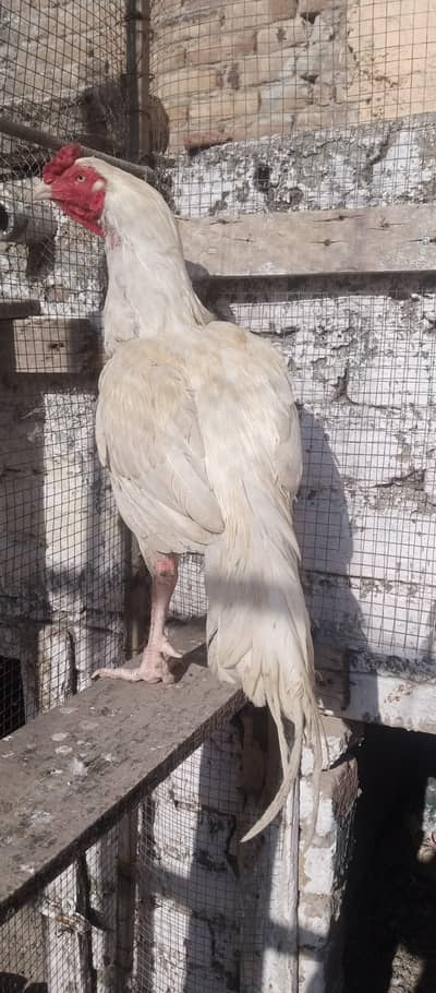 white murga white NOK nali high quality