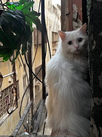 white Persian cat 2 years old vaccinated