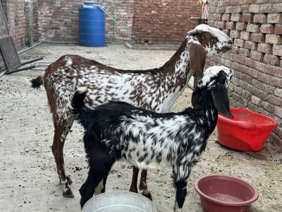 Makhi chini bakri with female baby