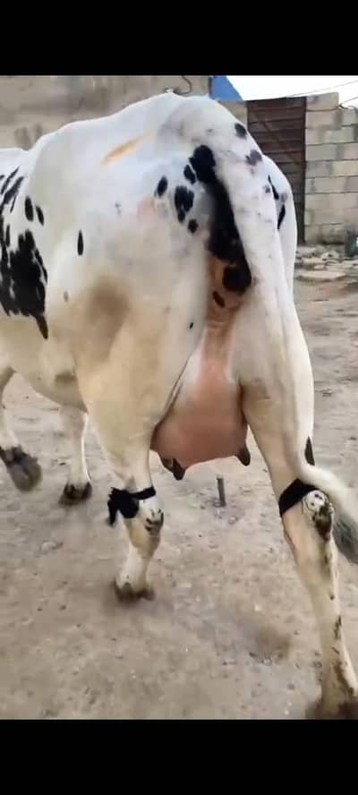 cholistani frision cow